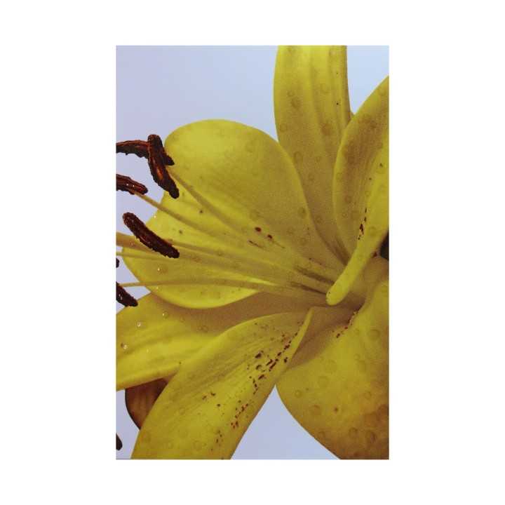 Imagen de Flor Lily en Azulejo Blanco